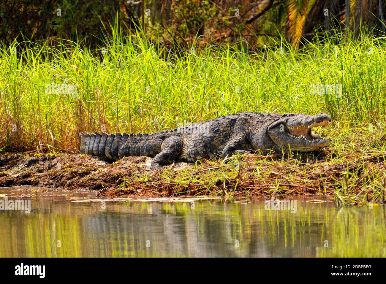 Crocodile sur la rivière Okavango au Botswana Banque D'Images