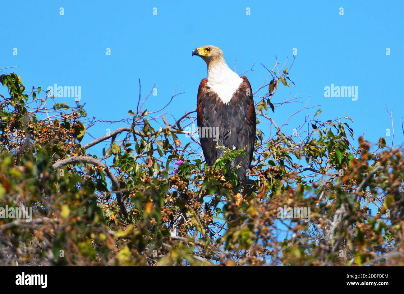 Aigle africain qui survole la rivière Okavango au Botswana Banque D'Images