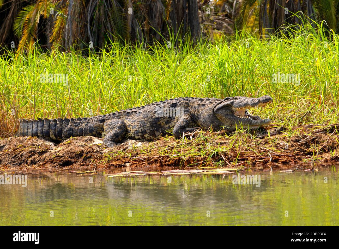 Crocodile sur la rivière Okavango au Botswana Banque D'Images