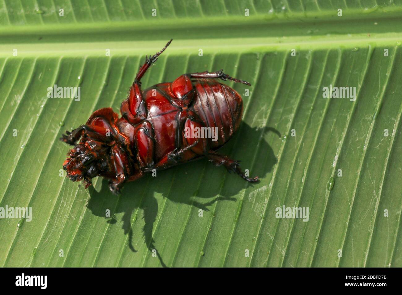 Vue sur l'européen Rhinoceros Beetle. Oryctes Nasicornis sur une feuille et une fleur vertes. Photo macro de beau coléoptère dans la nature. Gros plan de Rhin mâle Banque D'Images
