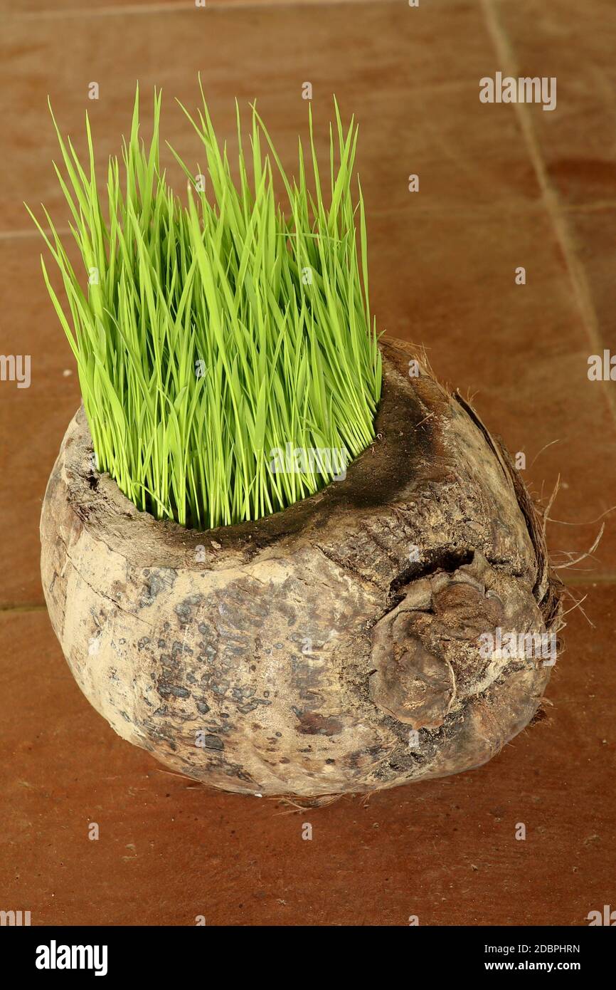 Planter des Sprout le jour de la Terre. Bouquet de jeunes plants de riz dans un pot naturel fait de vieille noix de coco sèche. Un nouveau début de vie sous forme de semis de riz. F Banque D'Images