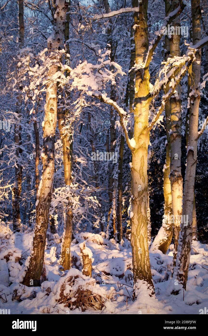 La lumière du soleil s'est baignée de neige à travers les bouleaux Banque D'Images