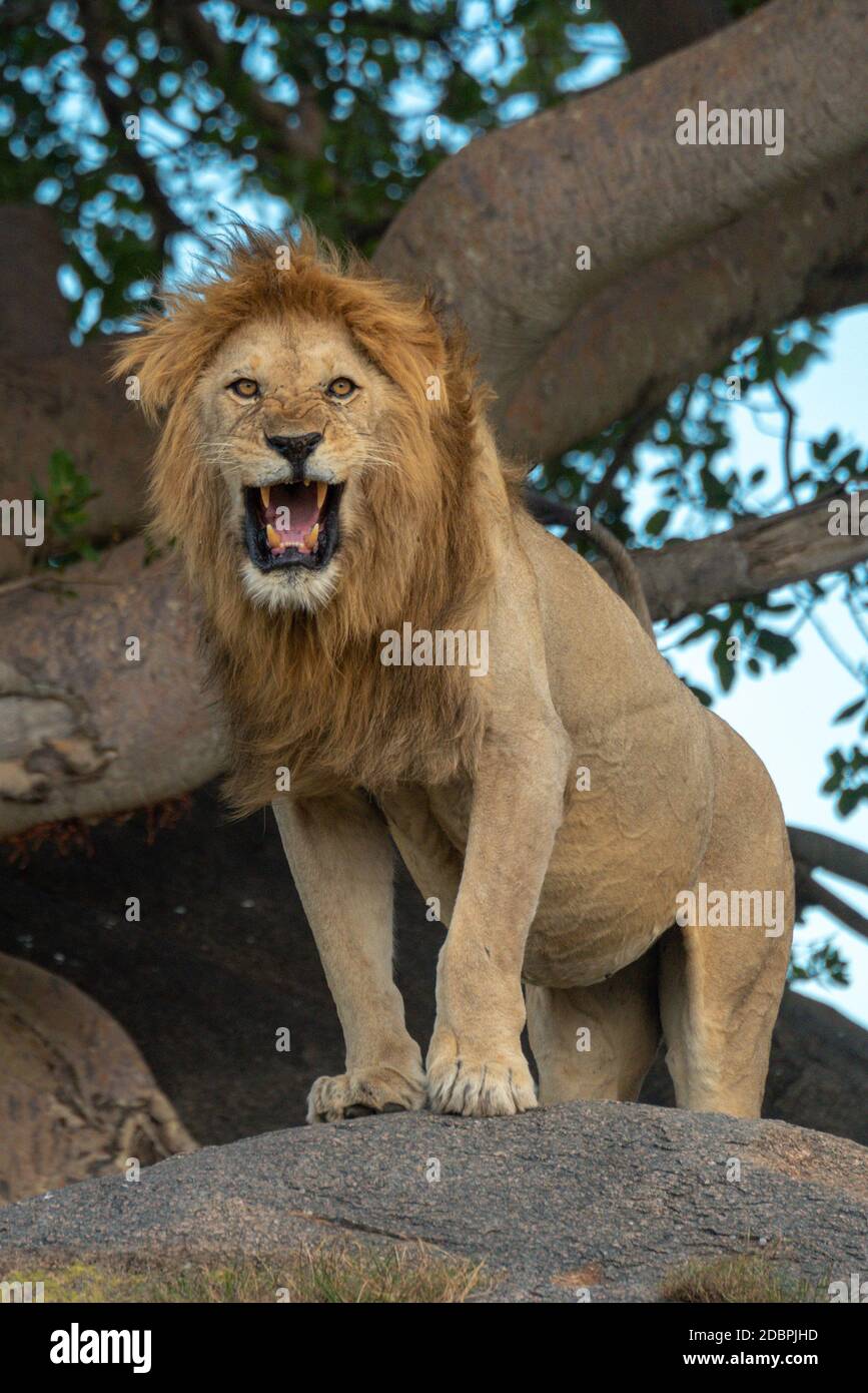 Lion mâle debout sur la roche par arbre Banque D'Images