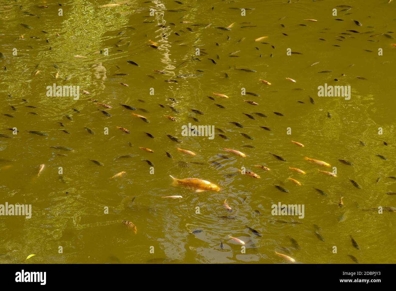 Différentes couleurs de carpe de Koi nagent juste en dessous de la surface. Réservoir d'eau dans le temple hindou Batukaru sur l'île de Bali. Carpe fantaisie ou poisson Koi nageant Banque D'Images