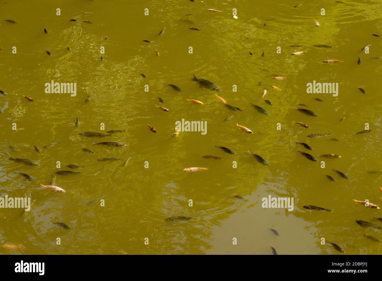 Différentes couleurs de carpe de Koi nagent juste en dessous de la surface. Réservoir d'eau dans le temple hindou Batukaru sur l'île de Bali. Carpe fantaisie ou poisson Koi nageant Banque D'Images