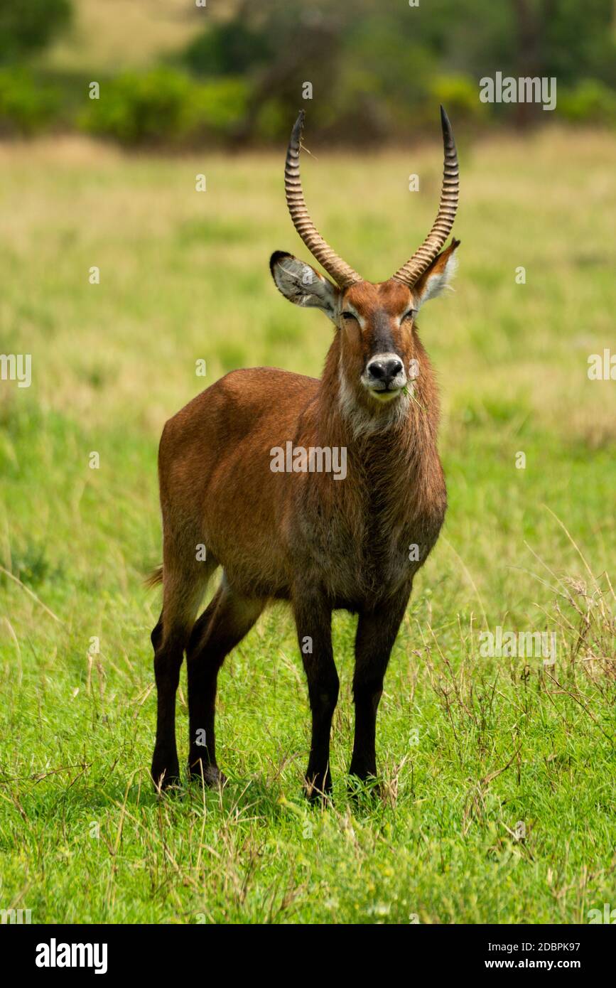 Le buck defassa mâle est en buck herbeux Banque D'Images