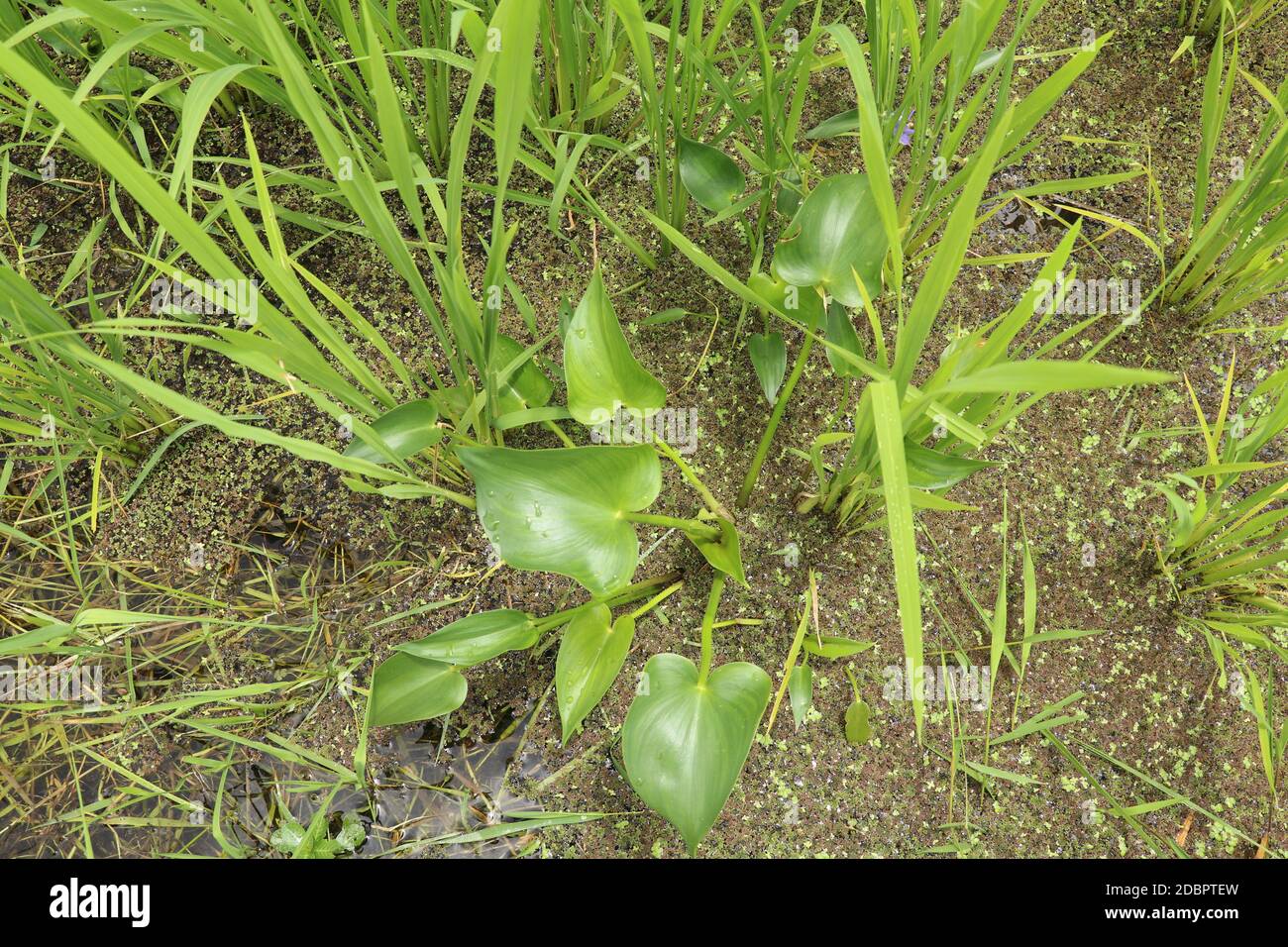 Monochoria vaginalis, fleur de Pontederiaceae. Fleur d'hastata de Monochoria et inflorescence, communément connue sous le nom de Pondweed de feuille de flèche, monochoria de feuille de flèche Banque D'Images