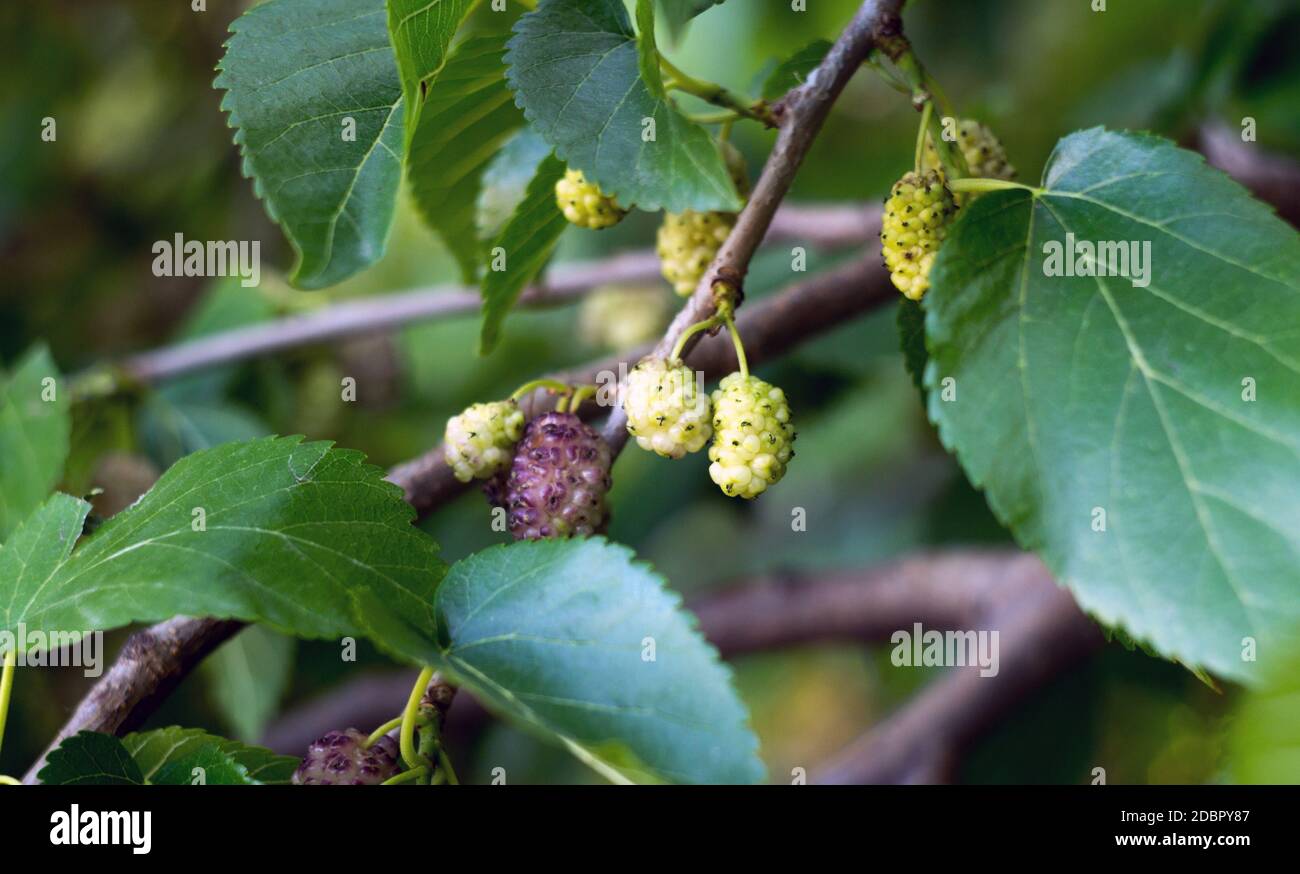 Gros plan de l'arborescence mullberry Banque D'Images