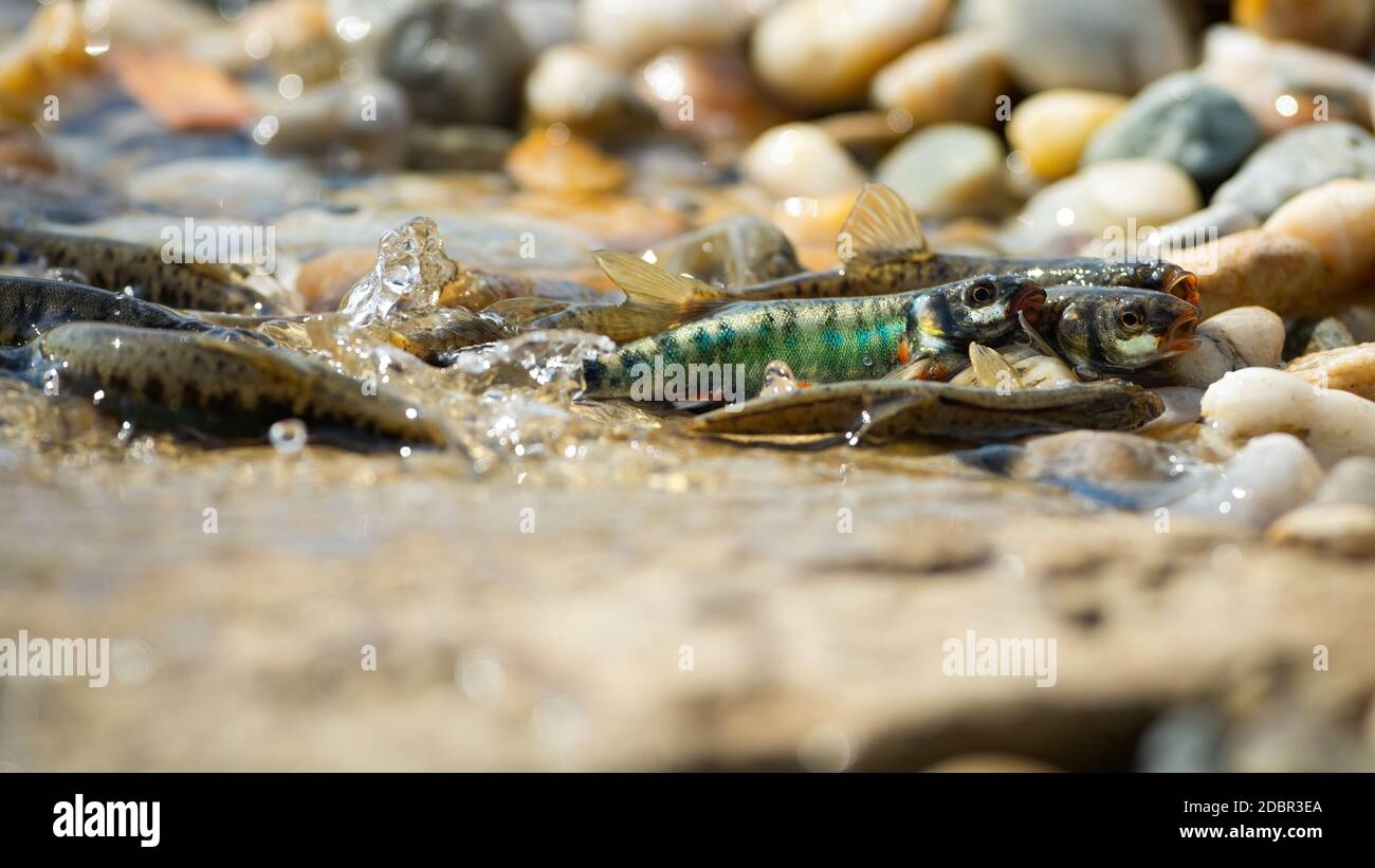 Mene Poisson Méné commun, le phoxinus phoxinus, se reproduisant sur du gravier en ...