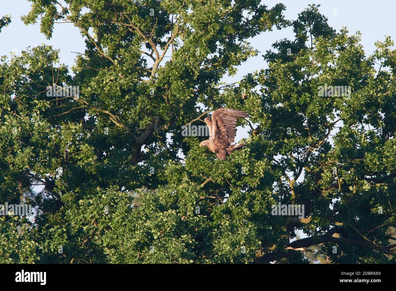 Aigle à queue blanche en vol sous le soleil du matin Banque D'Images
