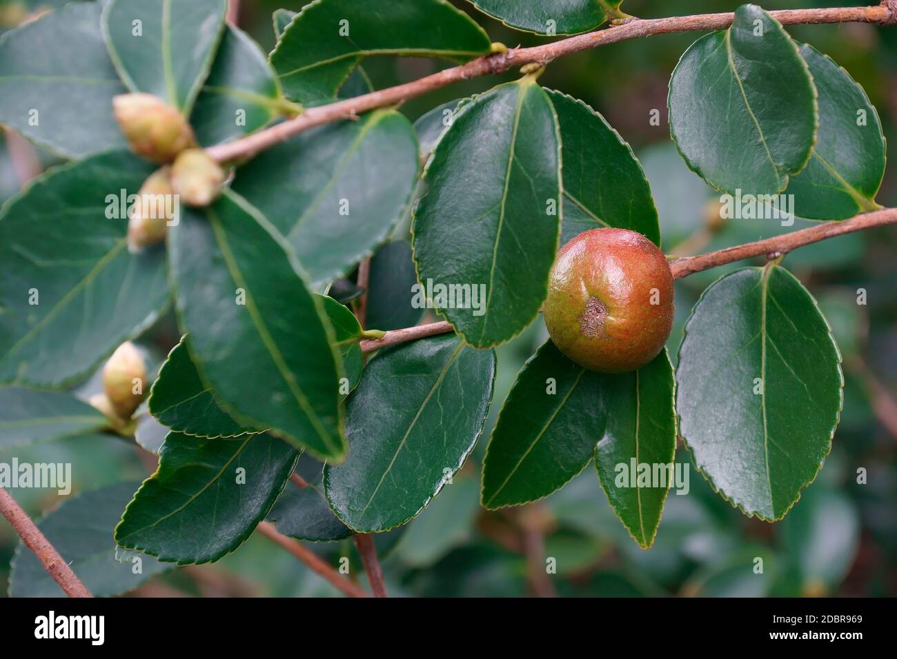 Lu Shan thé neige camellia (Camellia oleifera huile Shan Lu Neige) Banque D'Images