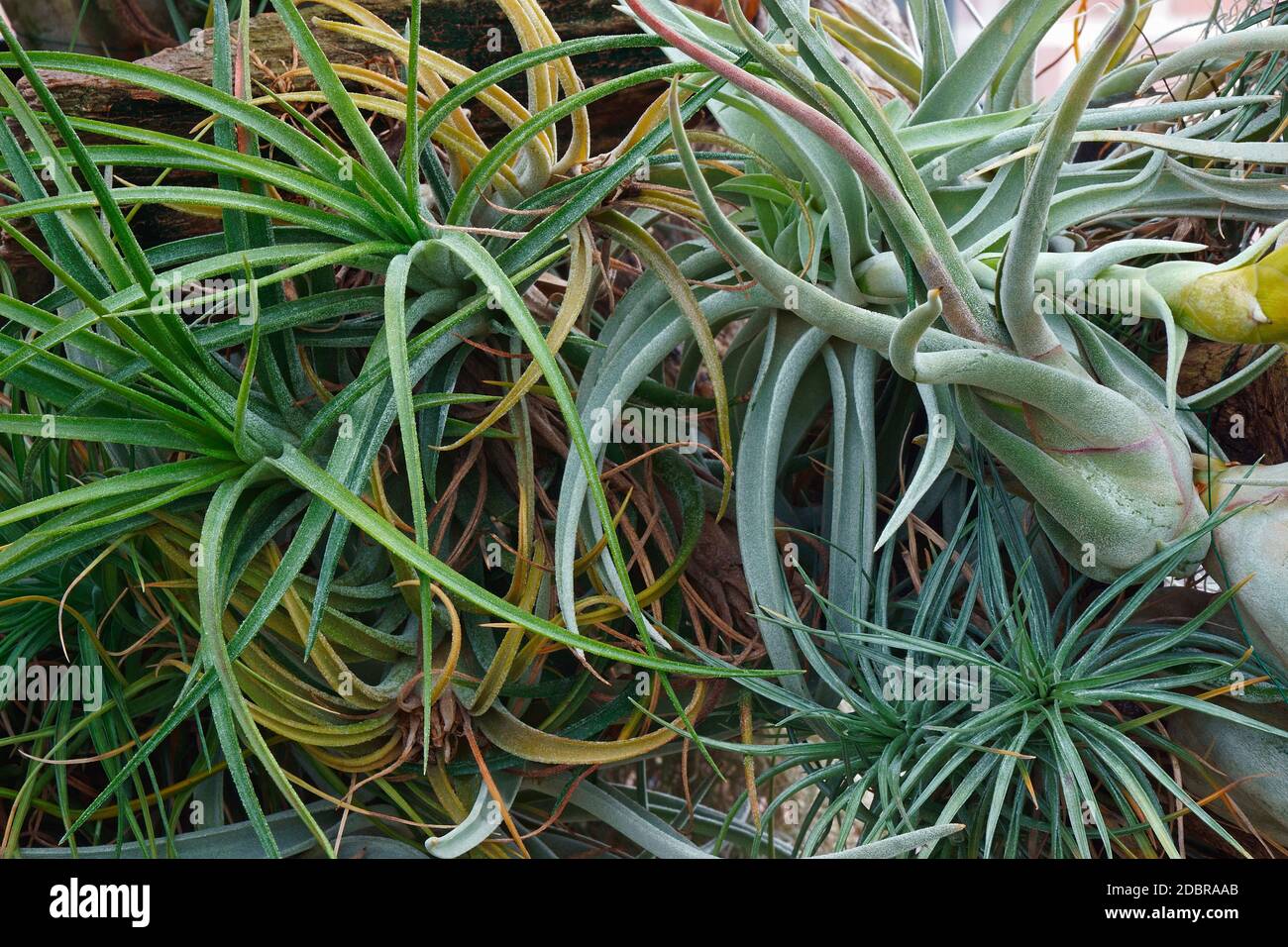 Tillandsia harrisii (plante de l'air). Banque D'Images