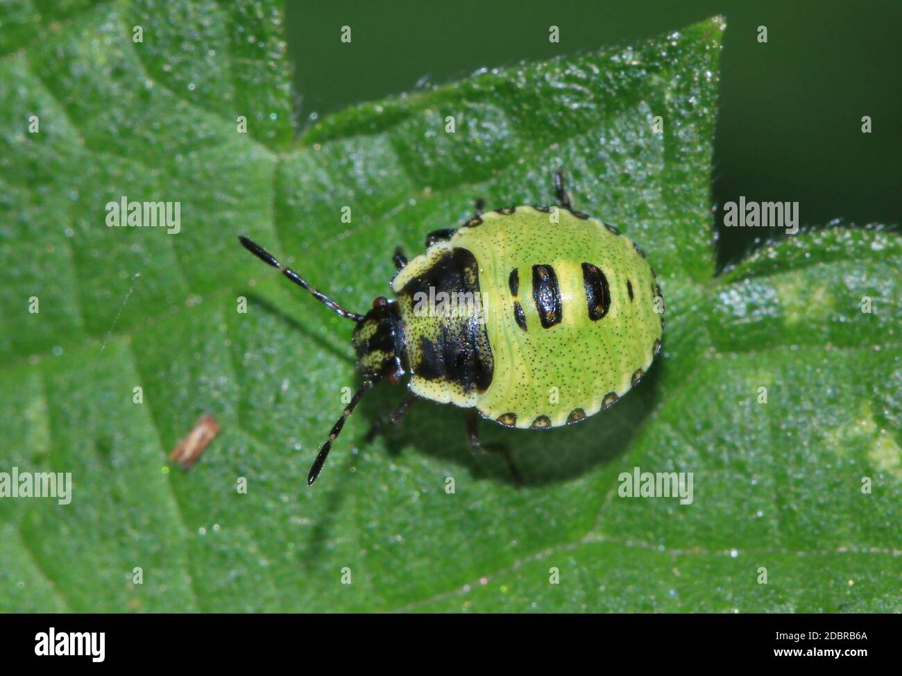 Rhaphigaster nebulosa, insecte de protection marbré, larve Banque D'Images