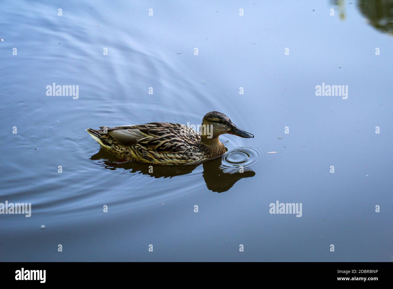 Portrait de jeunes canards colverts près d'un étang. Banque D'Images