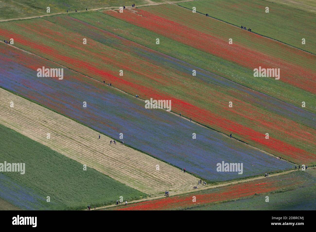 Castelluccio di Norcia, Italie - juillet 2020: Cette façon unique de cultiver des lentilles permet aux 'adventices' comme les coquelicots et les cornflowers d'exploser en couleurs nous donnant toutes ces nuances de rouge et de purle Banque D'Images