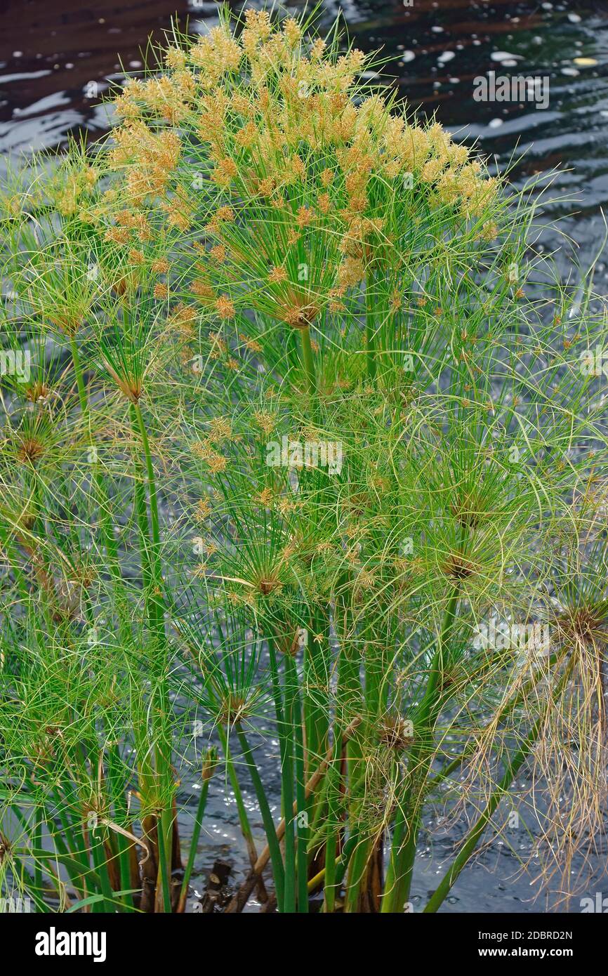 Papyrus (Cyperus papyrus). Papyrus papier appelé CAREX, roseaux et plantes tapis indien, herbe du Nil aussi. Banque D'Images