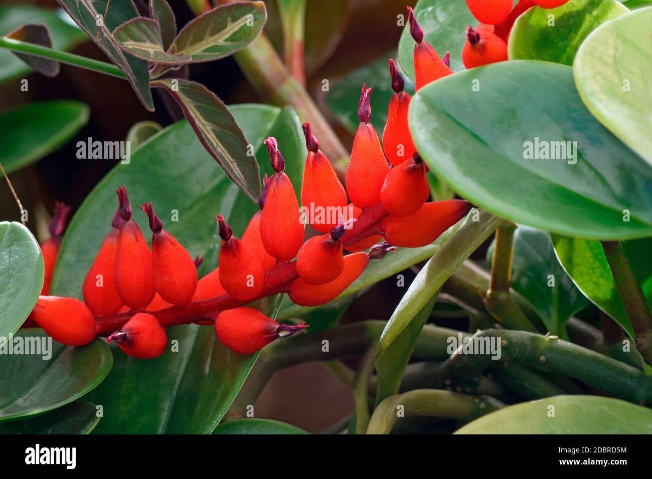 Rubberplant (Peperomia obtusifolia bébé variegata). Connu comme le poivre aussi face. Banque D'Images