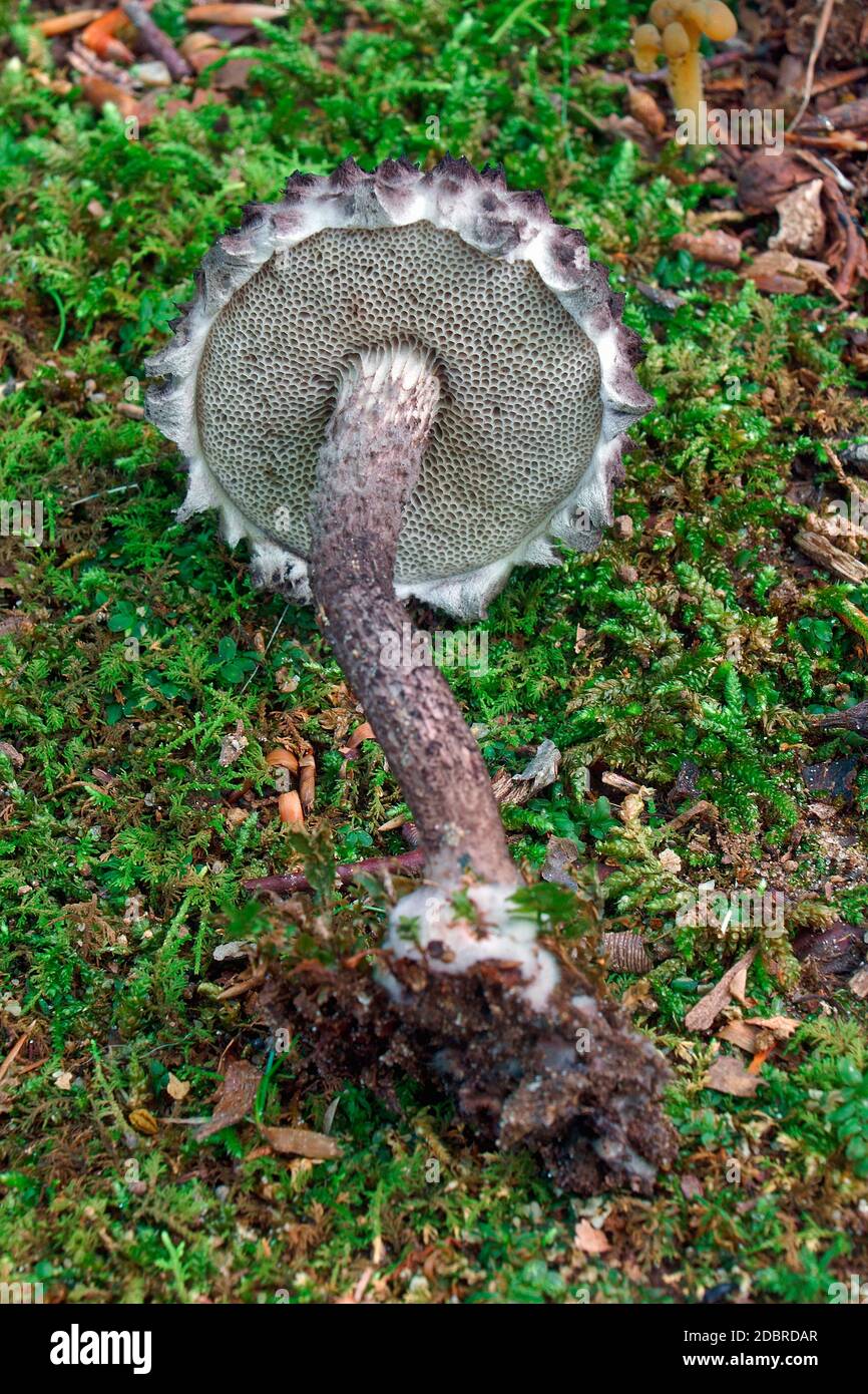 Vieil homme des bois (Strobilomyces strobilaceus). Un autre est Strobilomyces floccopus nom scientifique. Banque D'Images