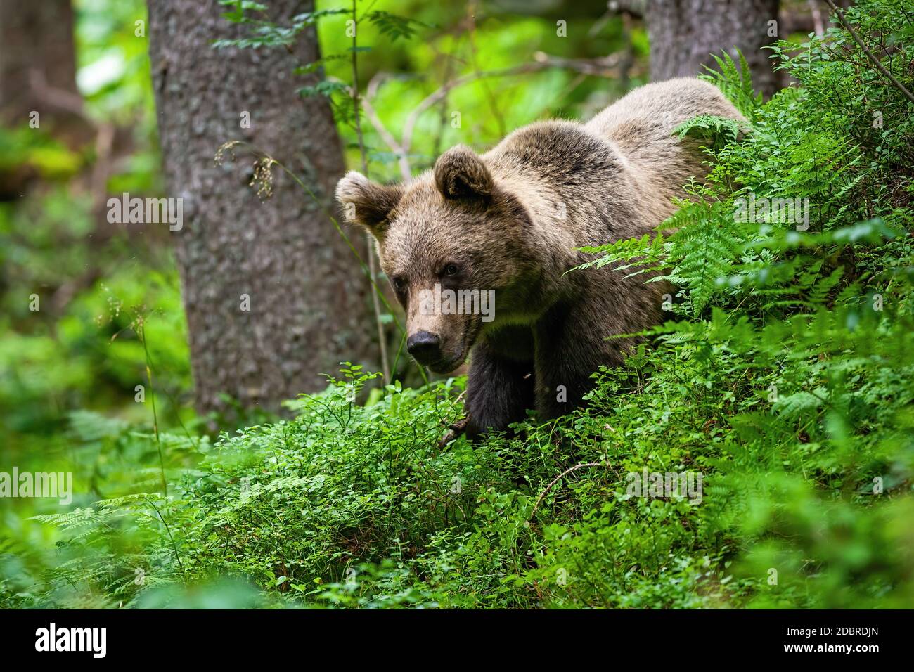 ours-brun-majestueux-ursus-arctos-debout-dans-les-bleuets-pendant-l