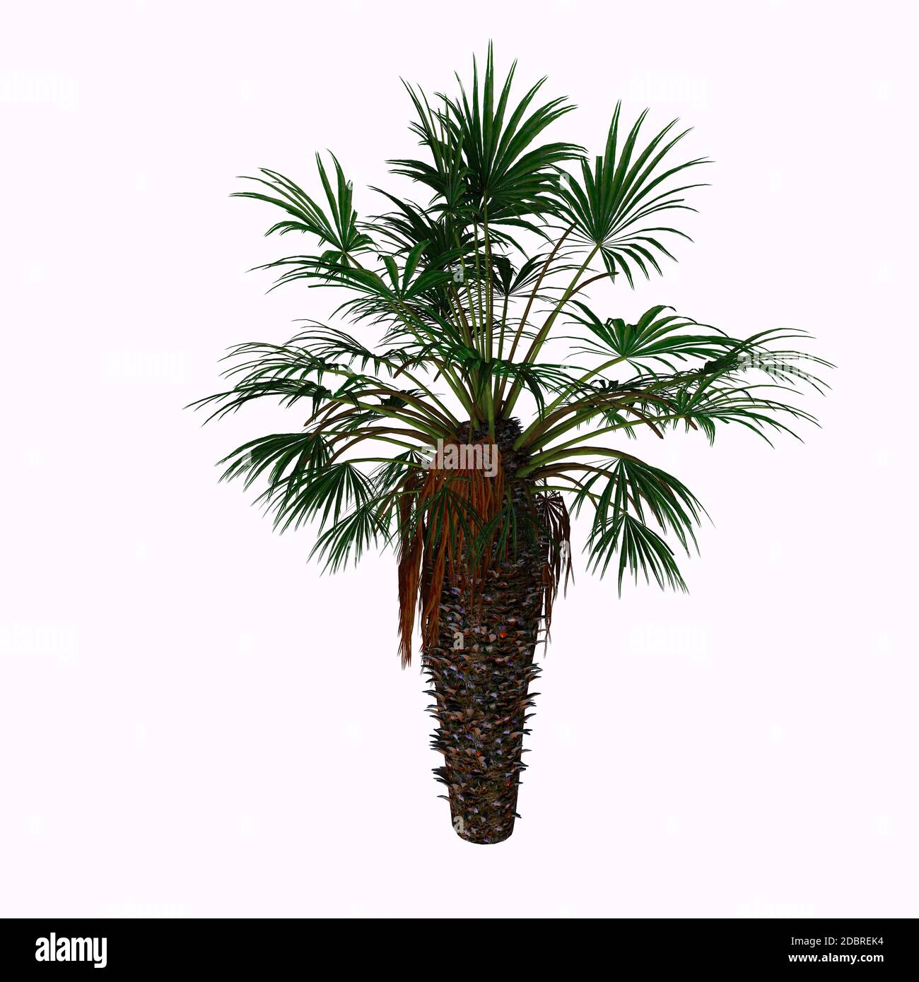 Chamaerops humilis est un palmier qui se forme un arbuste, avec plusieurs tiges qui poussent à partir d'une seule base. Il a un rhizome souterrain qui produit des pousses W. Banque D'Images