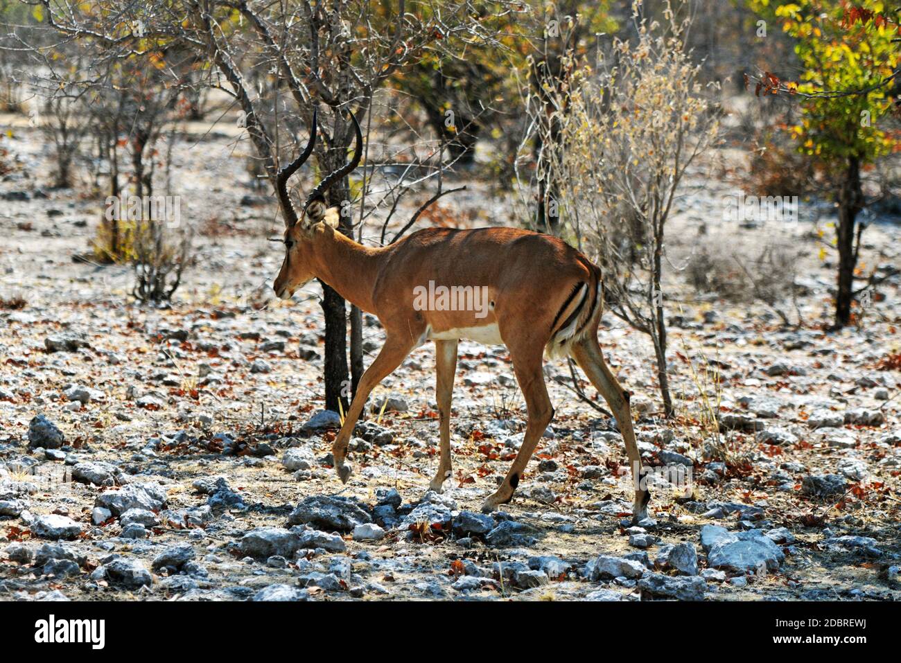 Mâle impala, Aepyceros melampus, dans le parc national d'Etosha en Namibie Banque D'Images