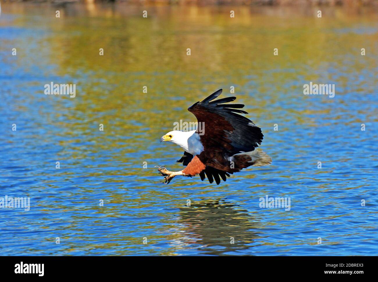 Chasse à l'aigle africain pour les proies sur les rives de la rivière Okavango au Botswana Banque D'Images