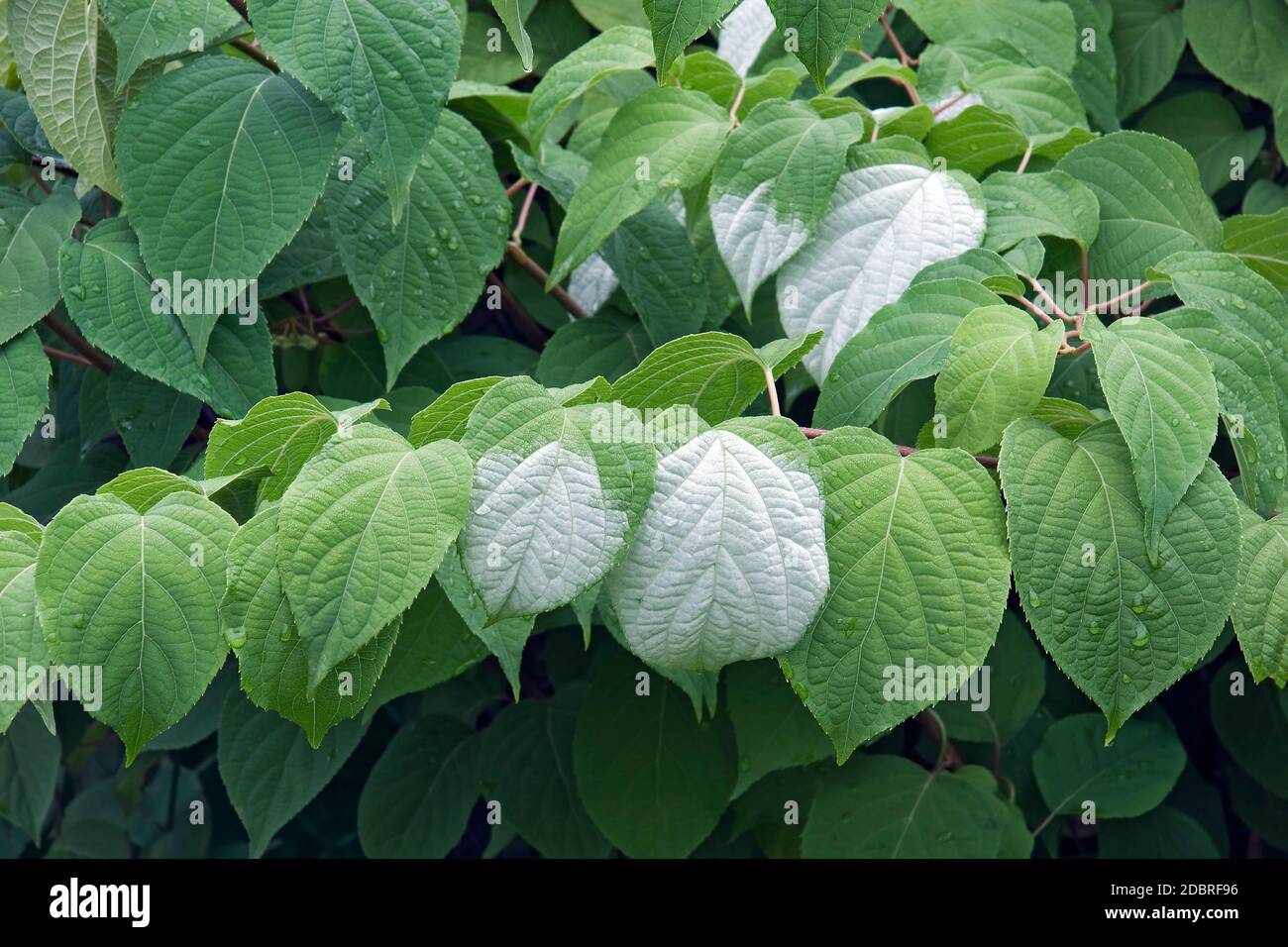 Kiwi (Actinidia kolomikta) aux feuilles diverses et endurcis. Appelé cépage kiwi Variegated, cépage Kolomikta et kiwi de beauté arctique également Banque D'Images