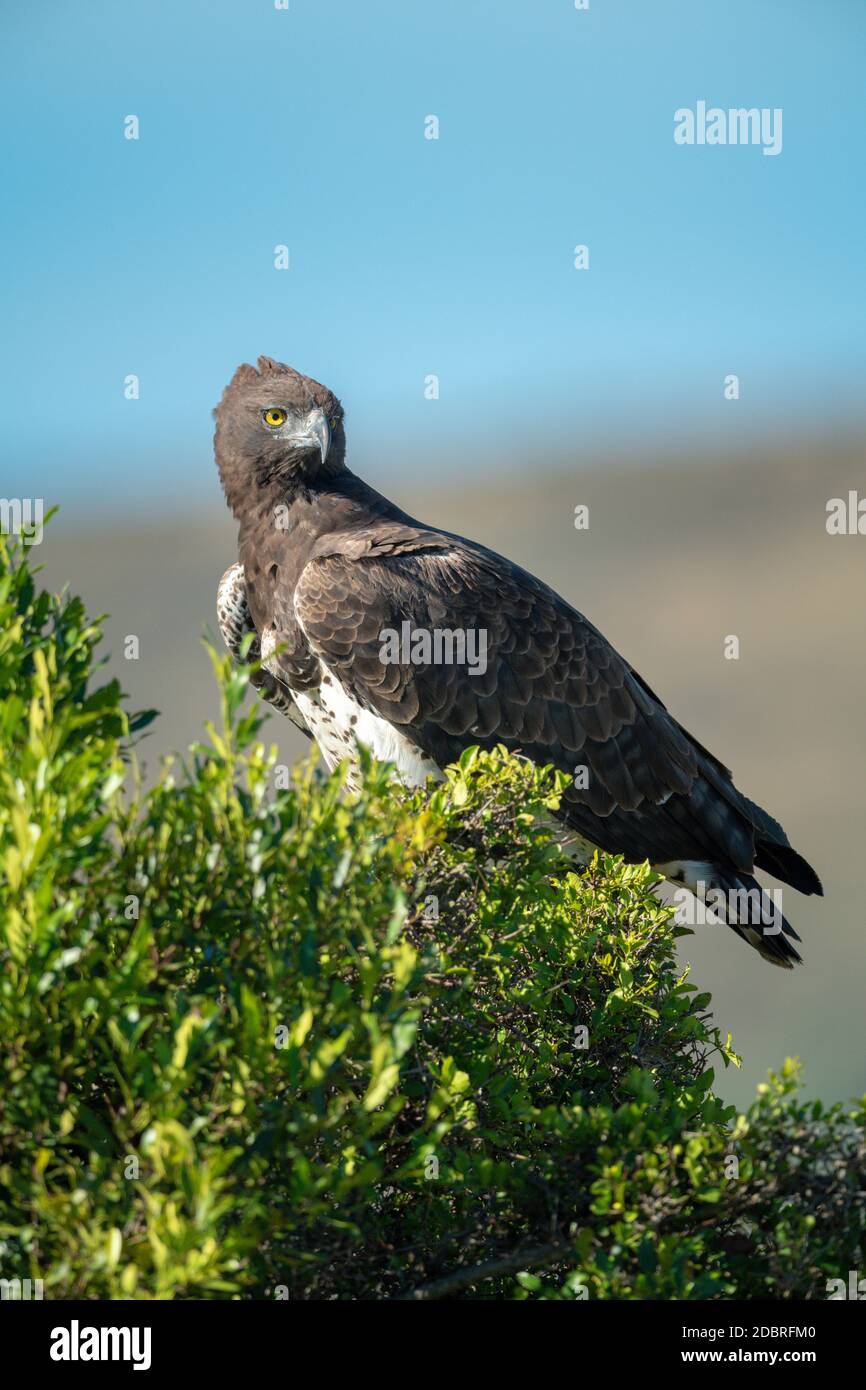 L'aigle martial qui s'enrôle dans le Bush fait tourner la tête Banque D'Images