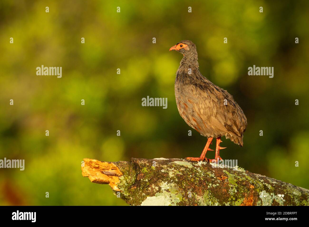 Des oiseaux de volaille à col rouge perches sur la branche en profil Banque D'Images