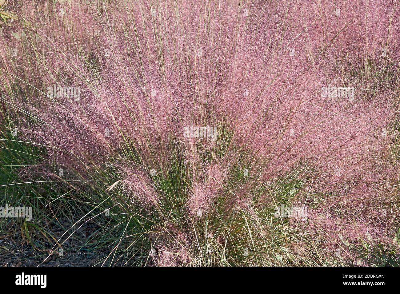 Hairawn muhly (Muhlenbergia capillaris). Appelé aussi la muhlenbergie feuillée du Golfe Banque D'Images