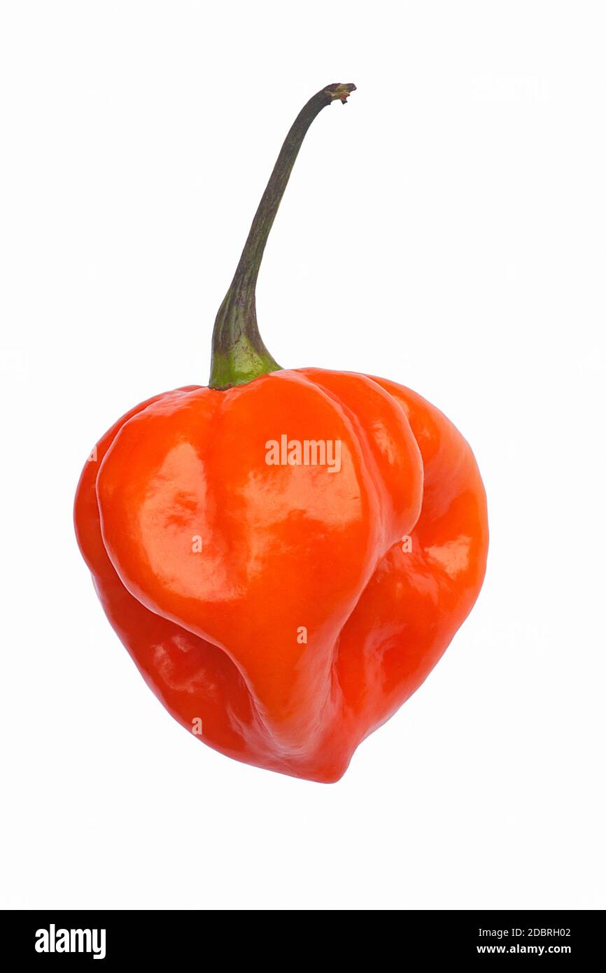Piment de Habanero (Capsicum chinense Habanero). Image d'un poivron rouge sur fond blanc Banque D'Images