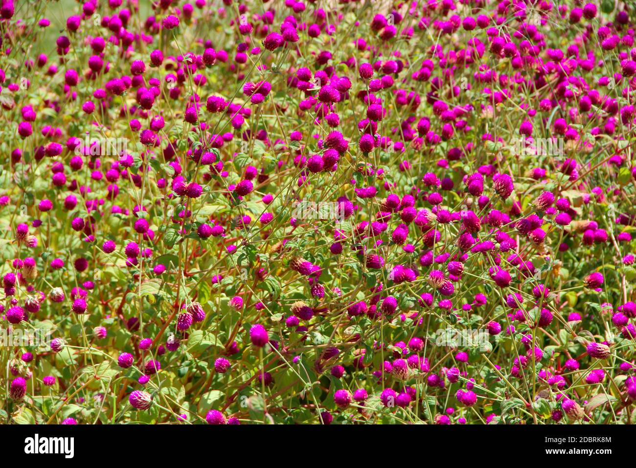 Fleurs de trèfle rouge dans le champ d'été. Fleurs rouges en prairie. Les trèfles rose sur l'herbe verte. Fleurs sauvages. Plantes sur le terrain Banque D'Images