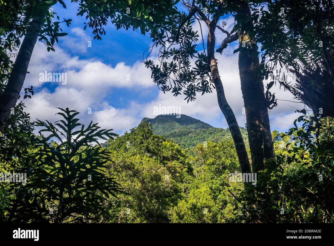 Vue sur le mont demi depuis Mossman gorge, dans le parc national de Daintree, dans le nord du Queensland, en Australie Banque D'Images