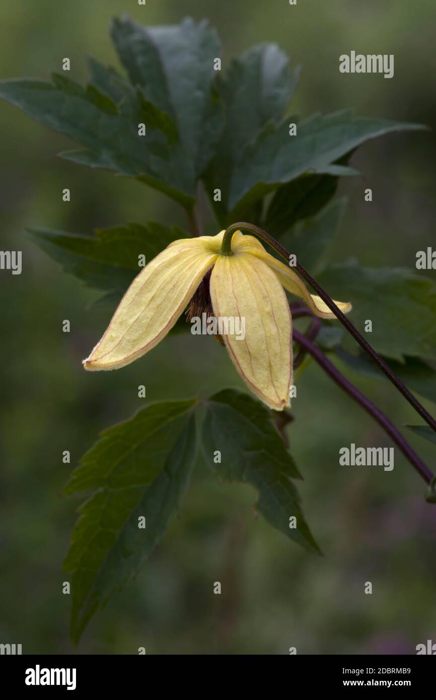 Clématis coréennes (Clematis serratifolia). Appelé Clematis jaune aussi Banque D'Images