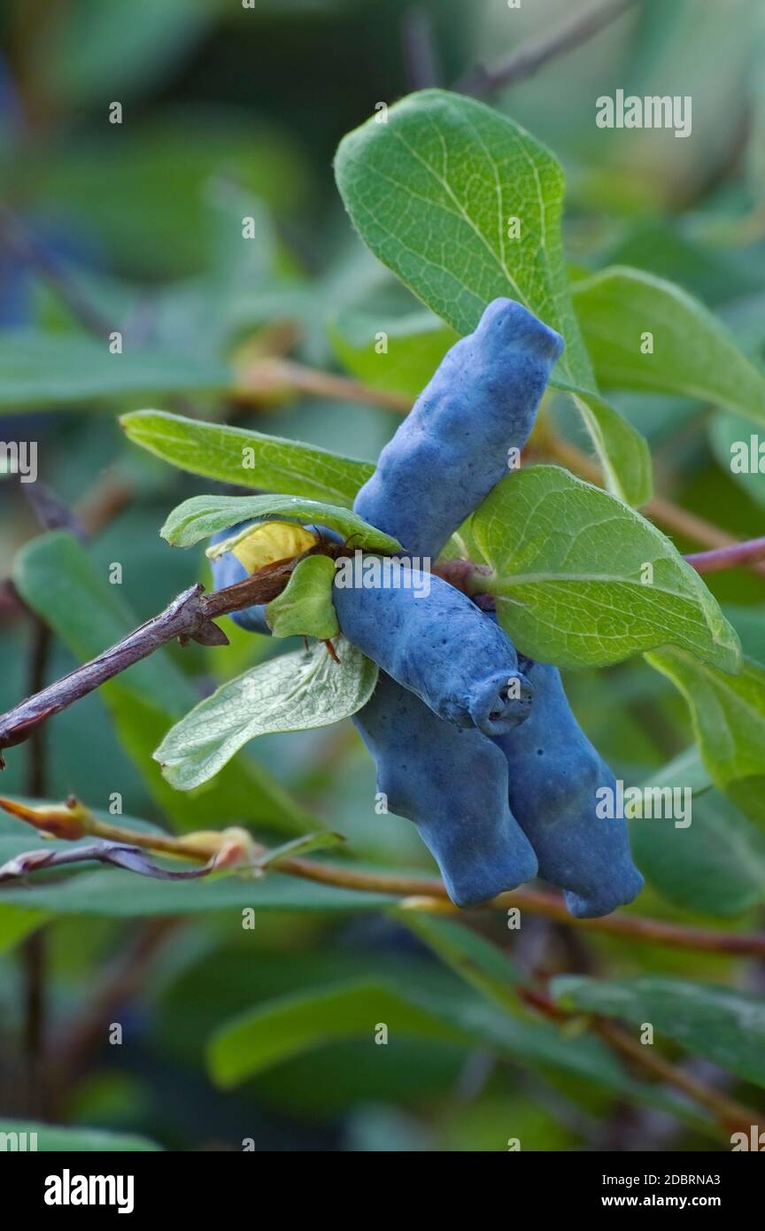 Chèvrefeuille bleu (Lonicera caerulea ssp. Altaica). Appelé Honeyberry, Blue-berry Honeysuckle, Sweetberry Honeysuckle et baie de haskap aussi Banque D'Images