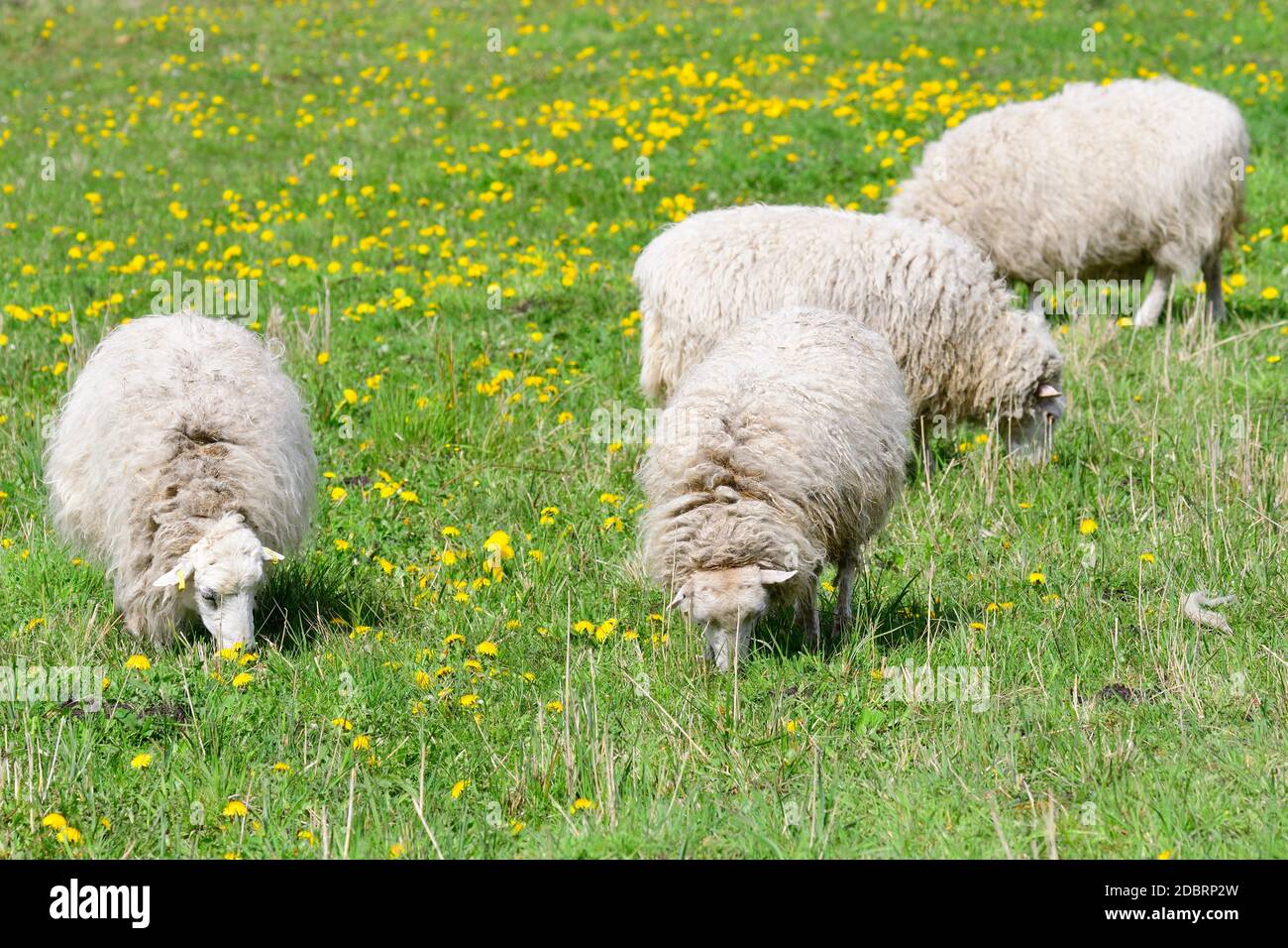 La Skudde est une race de moutons domestiqués Banque D'Images
