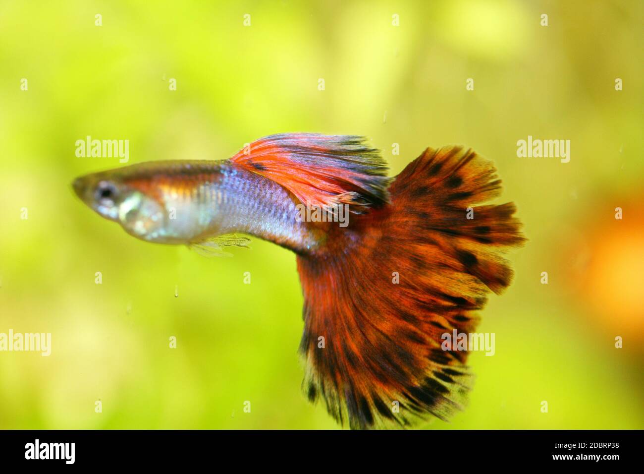 Petit Bébé Guppy Poisson Jeune Poecilia Reticulata Aquarium Poisson Sous  L'eau Piscine Macro Proche Photo stock - Image du natation, animal:  264922706