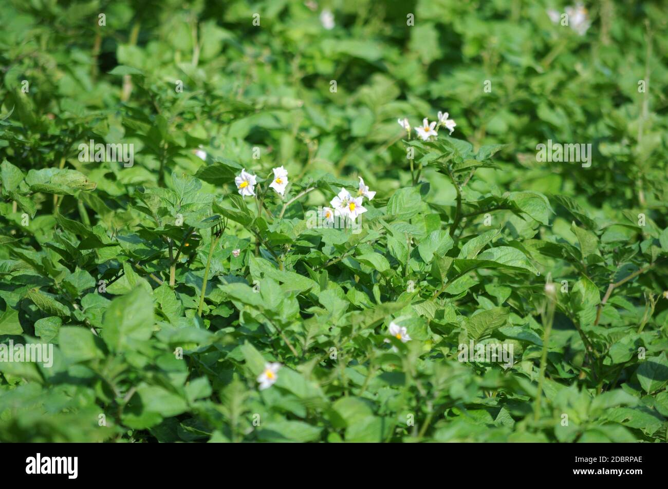 Floraison d'un champ de pommes de terre Banque D'Images