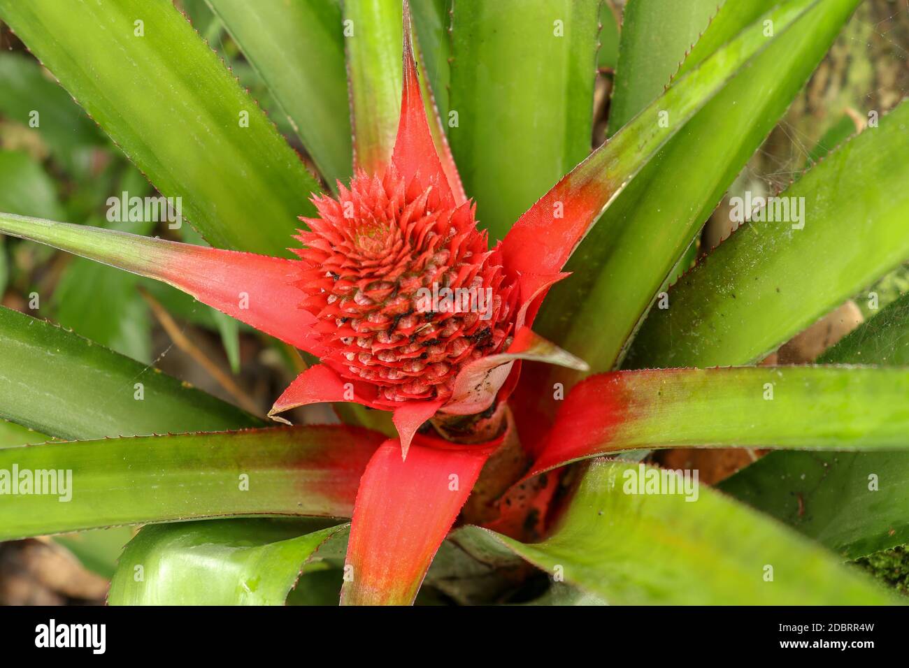 Gros plan de fleurs d'ananas rouges qui poussent sur une plante de broméliade tropicale avec des feuilles rouges, Bali, Indonésie. Jeunes Ananas Comosus variegatus. Rose Dwarf Banque D'Images