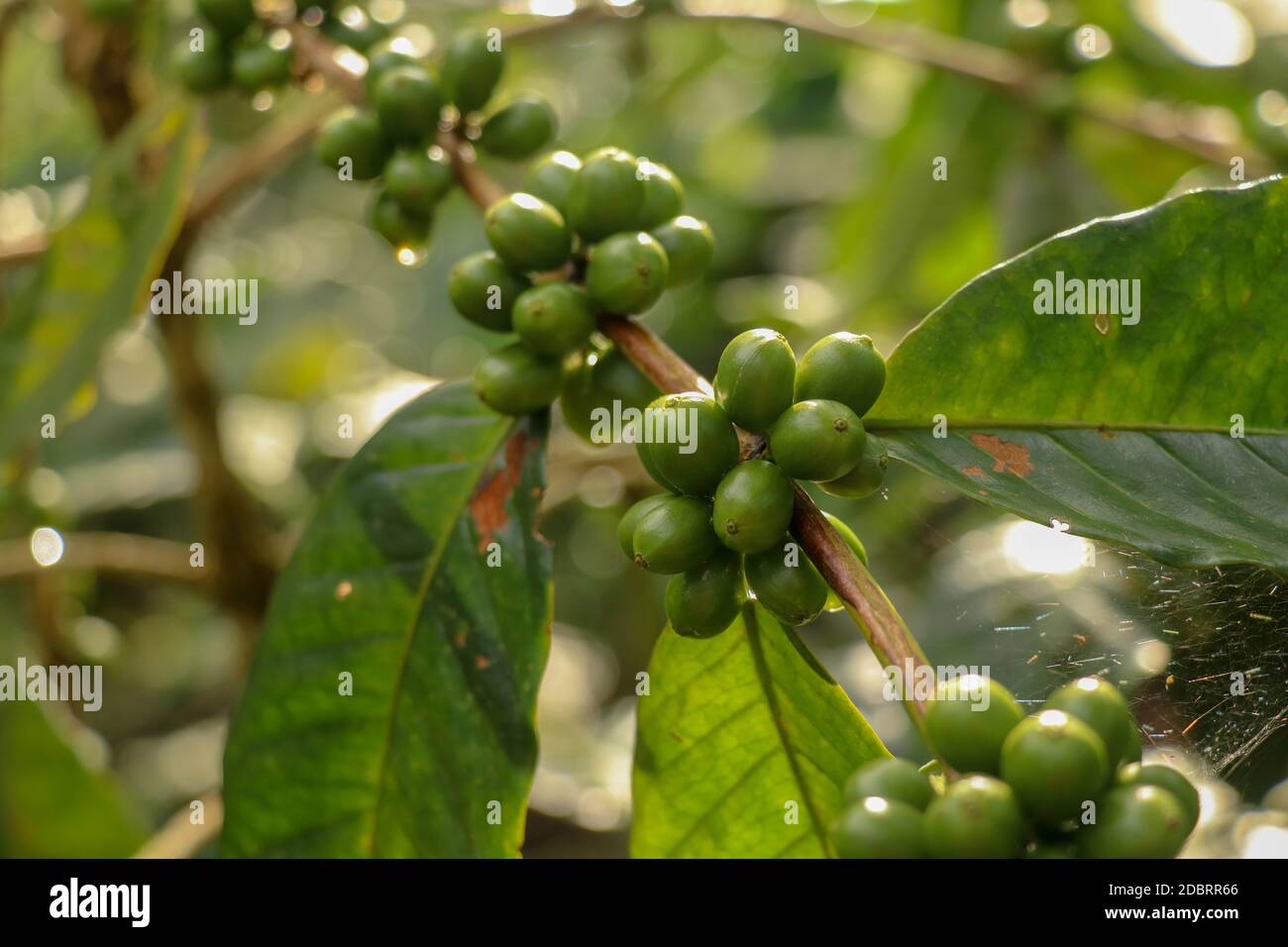 Grains de café Arabica. Café arabica vert grains sur l'arbre. Photos de toraja Arabica grain de cerisier sur l'arbre du café. Branche avec RIPE Banque D'Images