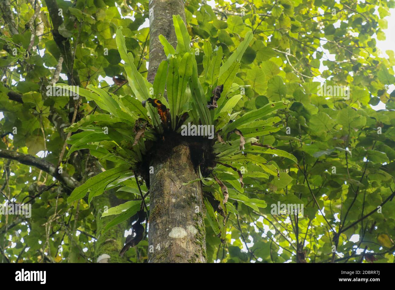 Asplenium Nidus épiphyte, fougères tropicales sur tronc d'arbre, Bali, Indonésie. Fern Bird's Nest est une famille de fougères qui vivent dans le Sud-est indigène à tropical Banque D'Images