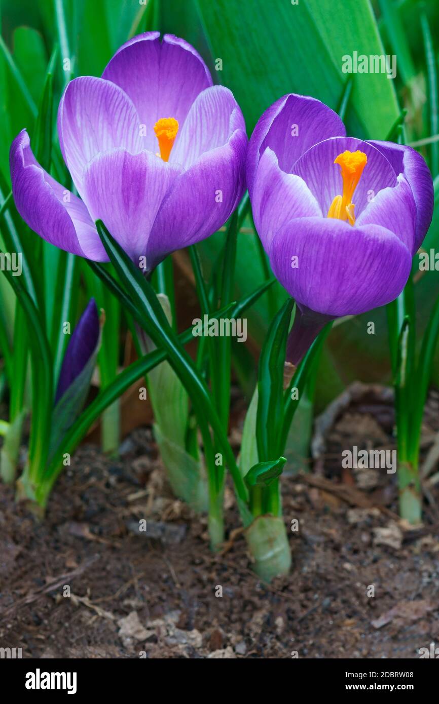 Printemps crocus (Crocus vernus). Appelé aussi crocus géant Banque D'Images