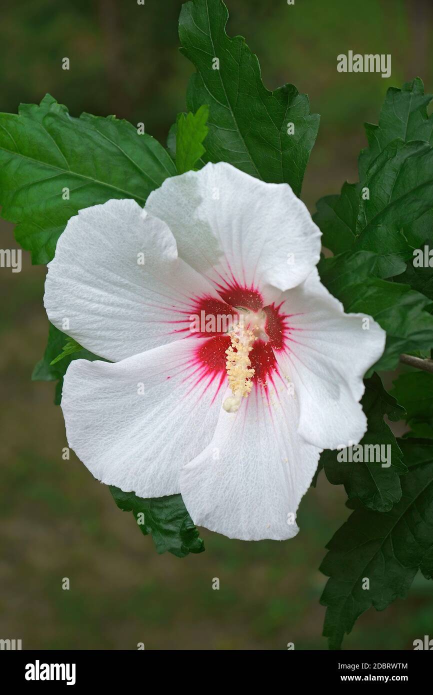 Rose de Sharon (Hibiscus syriacus). Appelé aussi la kétamia syrienne et la malow rose Banque D'Images