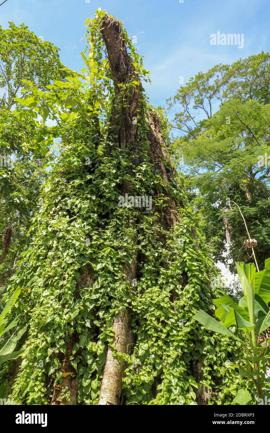 Grand vieux arbre surcultivé avec des lianes à Borobudur à Java, Indonésie. Gros plan des troncs d'arbres couverts de lianes dans la forêt tropicale. Banque D'Images