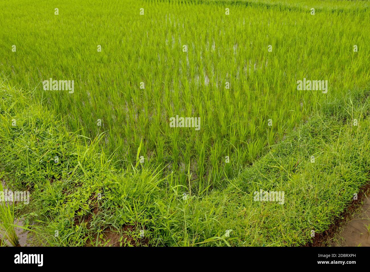 Rizières, terrasses, plantation, ferme. Une ferme de riz biologique asiatique et l'agriculture. Riz jeune. La beauté des champs de riz et le soleil du matin à Banque D'Images