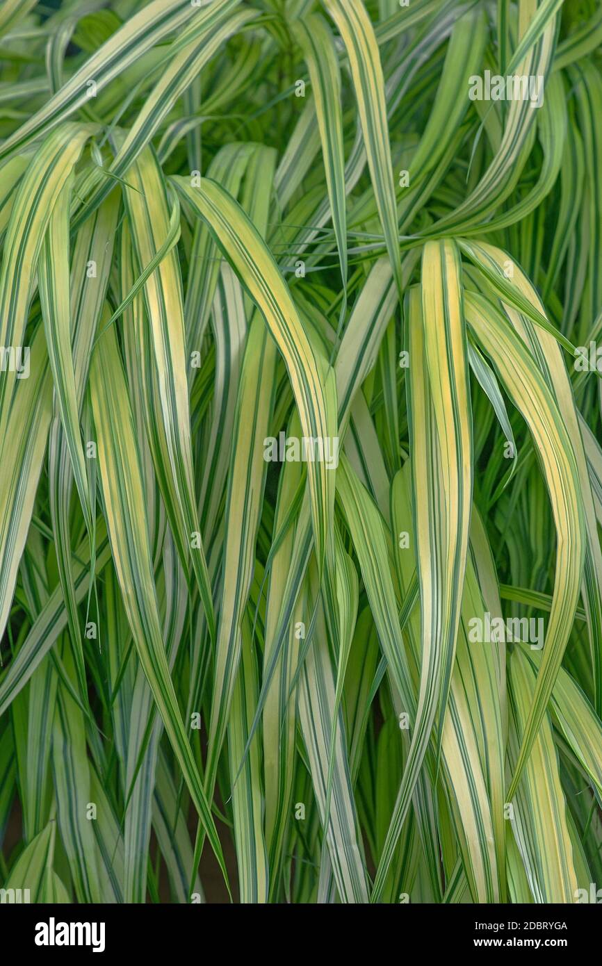 Herbe de forêt japonaise variée (Hakonechloa macra Aureola) Banque D'Images