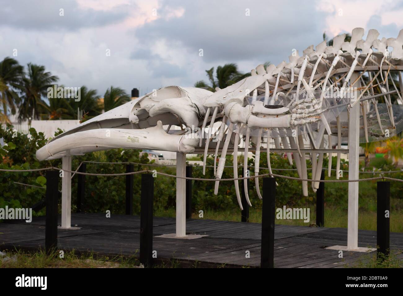 Baleine juvénile, Balaenoptera physalus Skeleton, exposée à la plage de progreso à Yucatan, au Mexique Banque D'Images