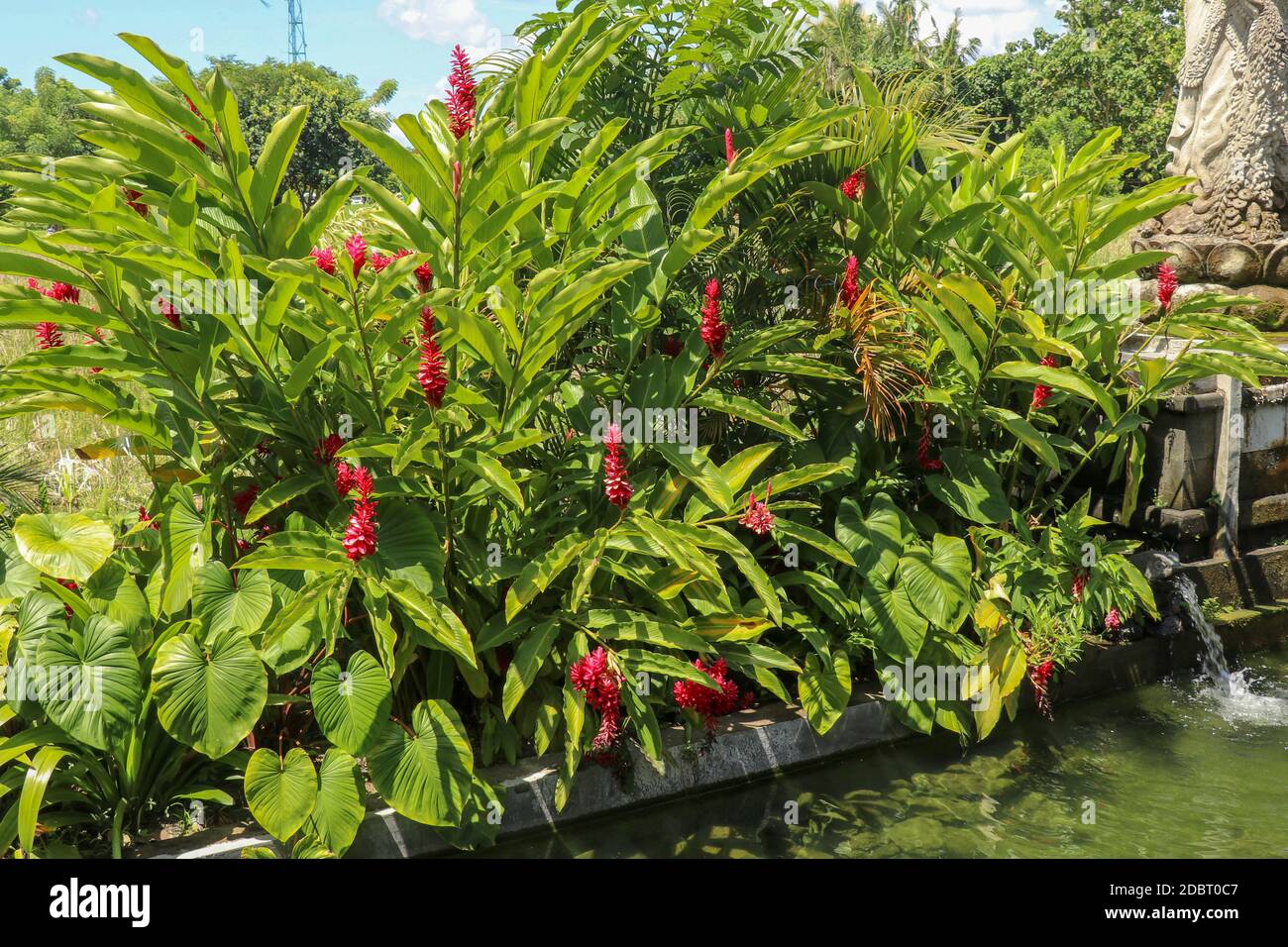 Alpinia purpurata, gingembre rouge, également appelé panache d'autruche et gingembre en cône rose. Fleur rouge dans le jardin tropical. Banque D'Images