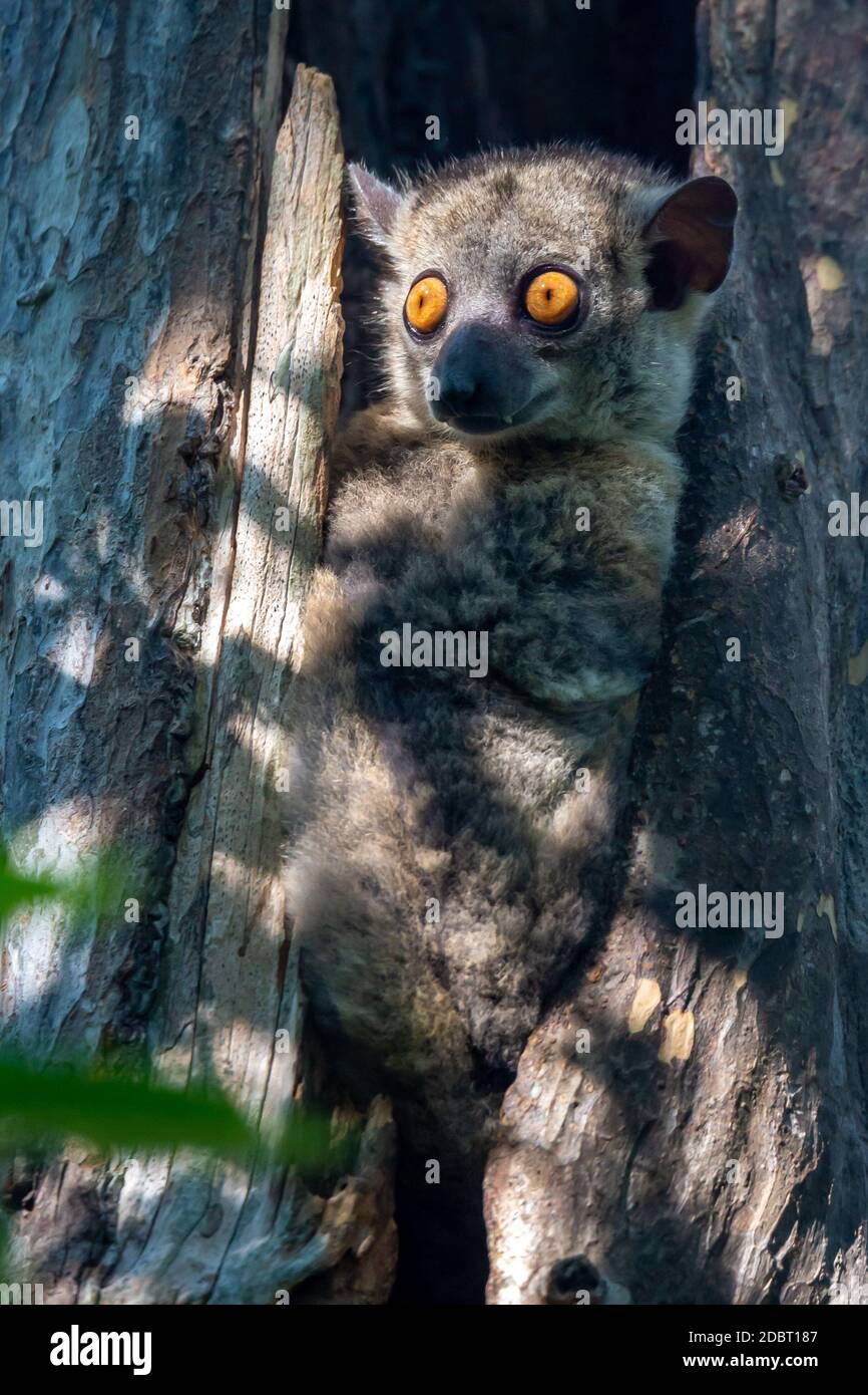 Un petit lémurien se cacha dans le creux d'un arbre et de montres Banque D'Images