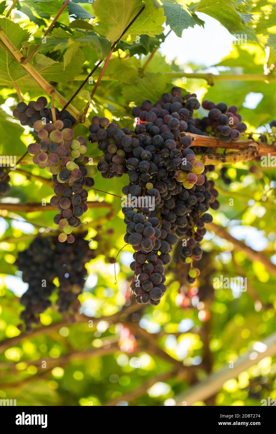 Des grappes de raisins Tinta Negra Mole sur pergola à Estreito de Camara de Lobos à Madère. Portugal Banque D'Images